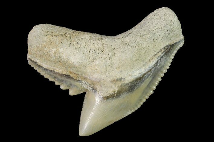 Fossil Tiger Shark (Galeocerdo) Tooth - Aurora, NC #143929